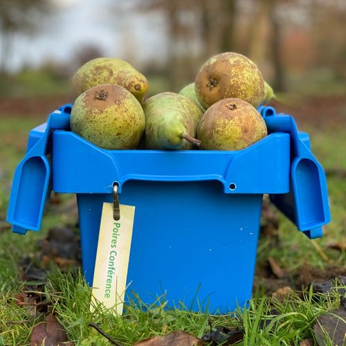 Photo de: Poire Conférence
